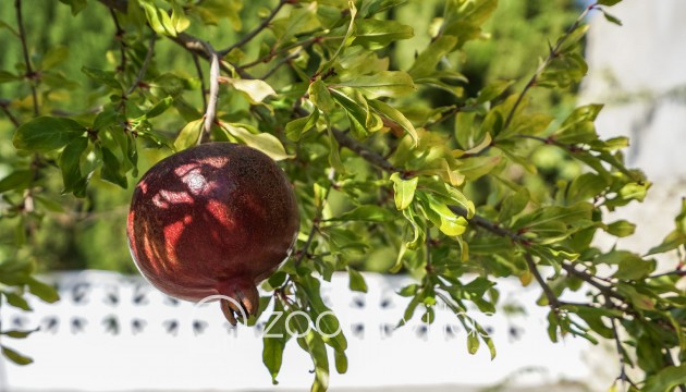 Reventa - Villa - Benissa - La Fustera